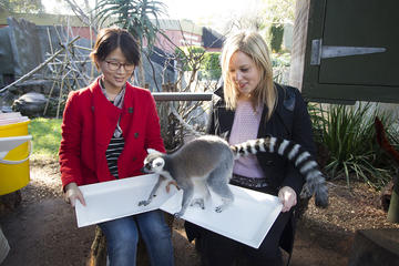 Adelaide Zoo Behind the Scenes Experience: Lemur Feeding