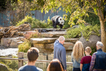 Adelaide Zoo Behind the Scenes Experience: Panda and Friends Tour