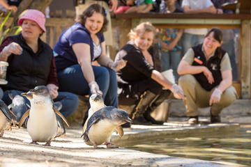 Adelaide Zoo Behind the Scenes Experience: Penguins in Person