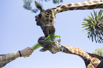 Adelaide Zoo General Admission with Giraffe Feeding Experience