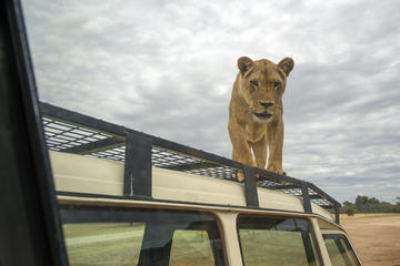 Lions 360 Experience and a Day at Monarto Zoo