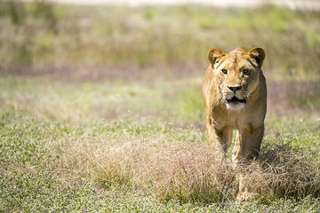 Lions at Bedtime and a day at Monarto Zoo