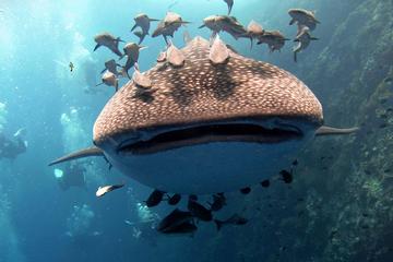 2-dive Trip to Sail Rock