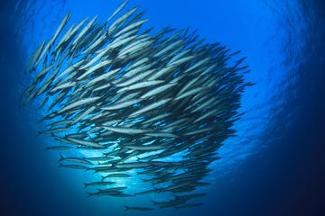 Chumphon Pinnacle-Koh Tao 2 dive trip