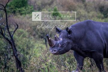3 Days Maasai Mara Absolute Experience