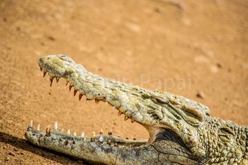 7 Days 6 Nights Great Migration Kenya Experience