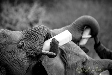 In the footsteps of Elephants - Nairobi, Ithumba, Umani Springs and Amboseli