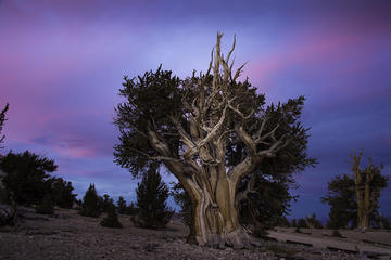 Eastern Sierra Fall Colors Workshop