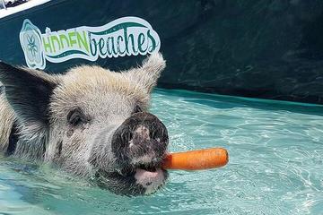 Famous Swimming Pigs Tour Bahamas - Full Day Powerboat to Exuma from Nassau