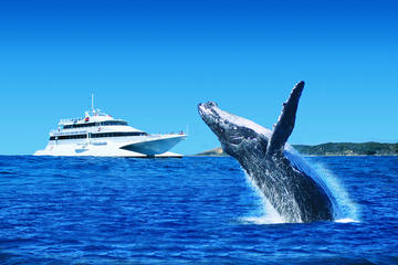 Tangalooma Island Resort Dolphin Viewing Day Cruise with Whale Watching