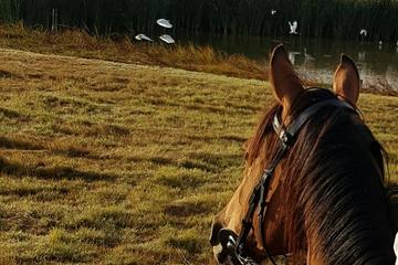 1 Hour Vineyard Trailride