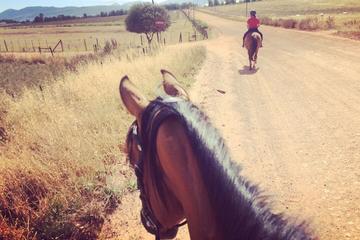 2 Hour Vineyard Trailride