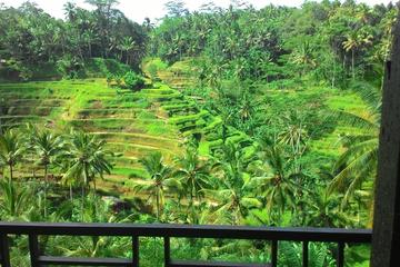 Monkey Forest, Ubud, Rice terrace