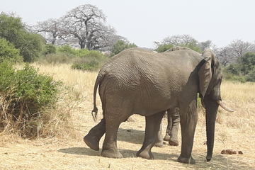 10 Days of Southern Tanzania Highlights