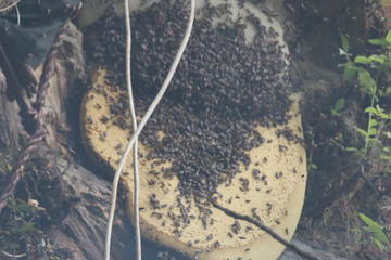 Honey Hunting Tour in Nepal