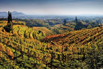 Friuli Venezia Giulia Insiders Wine Tour