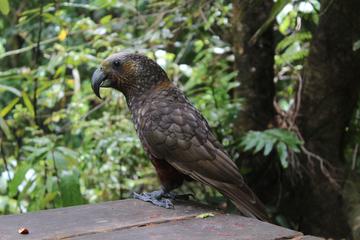 5-Hour Rangatira Kapiti Island Eco Experience