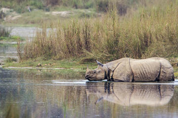 Jungle Safari in Chitwan National Park