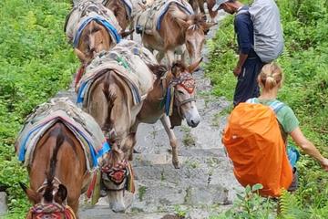 Rapid Annapurna Base Camp Trek
