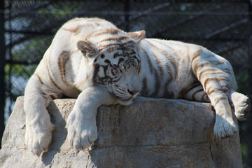Safari Niagara Admission Ticket