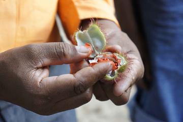 Zanzibar Food and Spices Tour Including Traditional Swahili Lunch