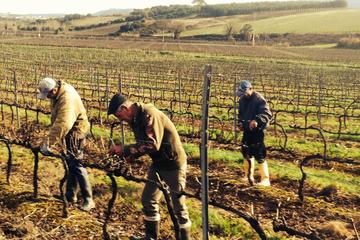 Wine, Fish and Books - Private Tour from Lisbon