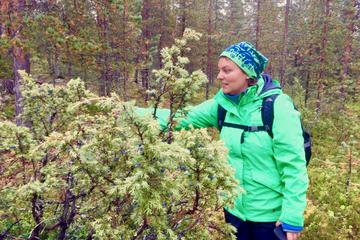 Magic of the Forest and Log Sauna