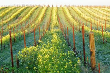 Curated Experiences To Napa Valley