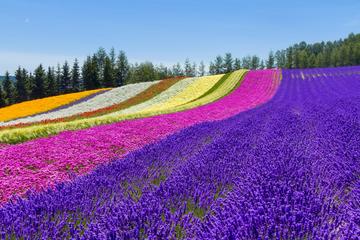 Furano and Biei Private Day Tour (Up to 13 Passengers)