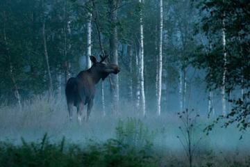 Moose Safari in Skinnskatteberg