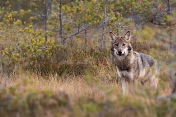 Wolves, Moose & Beavers, a forest conservation tour in Sweden