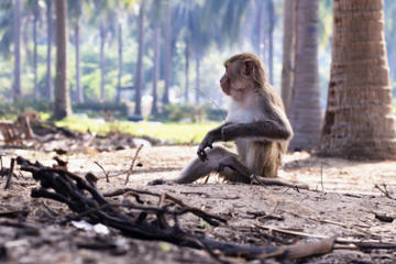 Can Gio Biosphere Reserve Day Trip from Ho Chi Minh City