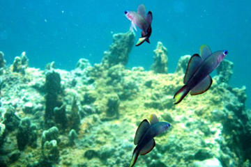 Full-day Explore The Word Under-The-Sea from Nha Trang