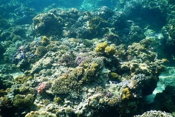 Scuba Diving - In The North Phu Quoc