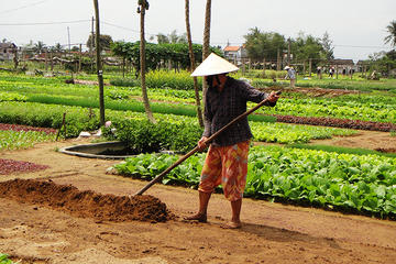 Tra Que and Rice Paddy Day Trip from Da Nang