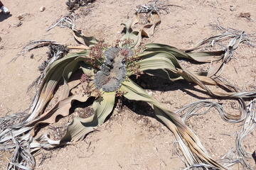 Explorer Treasure Namib Half Day Tour