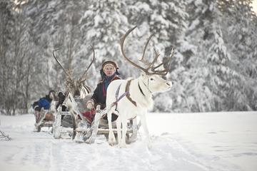 Forest Trail Reindeer Safari