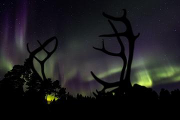 Night of Reindeer and Northern Lights