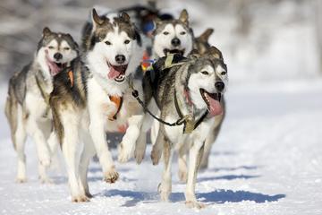 Snowy Trails Husky Safari (8km)