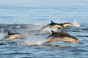 Dolphin Swim and Bénitiers Island Day Trip with Lunch