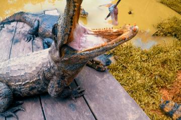 Wonderful fauna iquitos tours