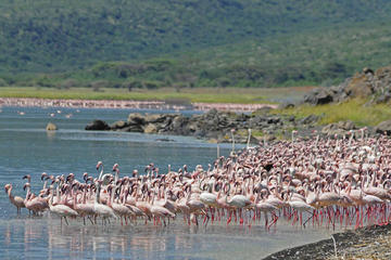 1 Day Lake Nakuru National Park -Day With Flamingos GUARANTEED Daily Departure