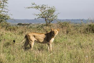 1 Day Nairobi Tour with Park, Elephant Orphanage Giraffe Center& Bomas of Kenya  Tour