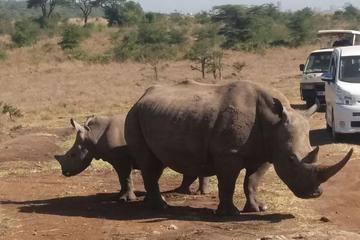 1Full Day Nairobi National Park, Elephant Orphanage & Giraffe Center Tour  from Nairobi
