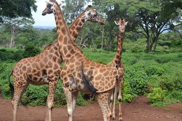 Full-Day Best Of Nairobi Highlights Day TripTour from Nairobi
