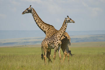 Half Day Nairobi National Park  Guided Tour From Nairobi