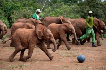 Half Day  Trip David Sheldrick Elephant Orphanage and Giraffe Center Tour From  Nairobi