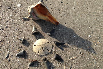 Shell Hunting Expedition on Morris Island