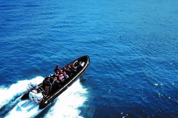 Loch Ness Speedboat Sightseeing Tour