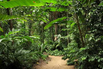 Cairns Sightseeing Tour Including Botanical Gardens, Mt Whitfield and the Dome